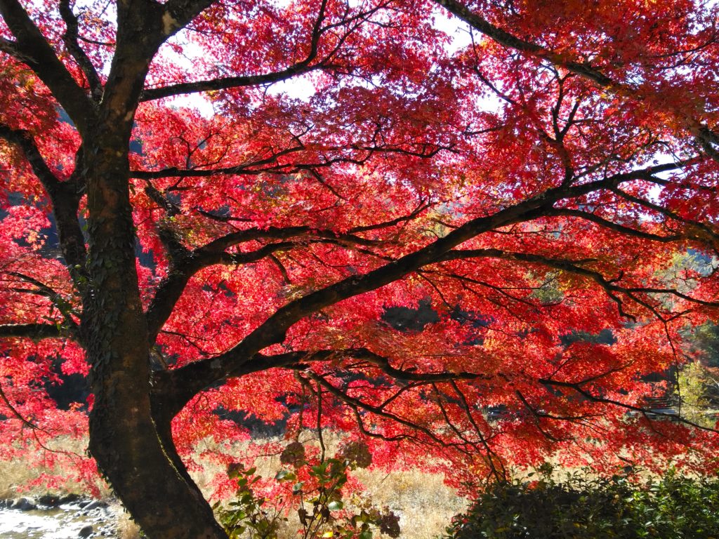 紅葉の香嵐渓散策