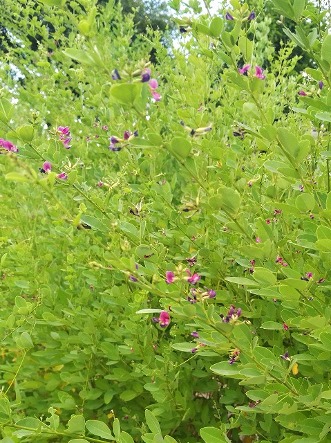 パーロードの花８月１