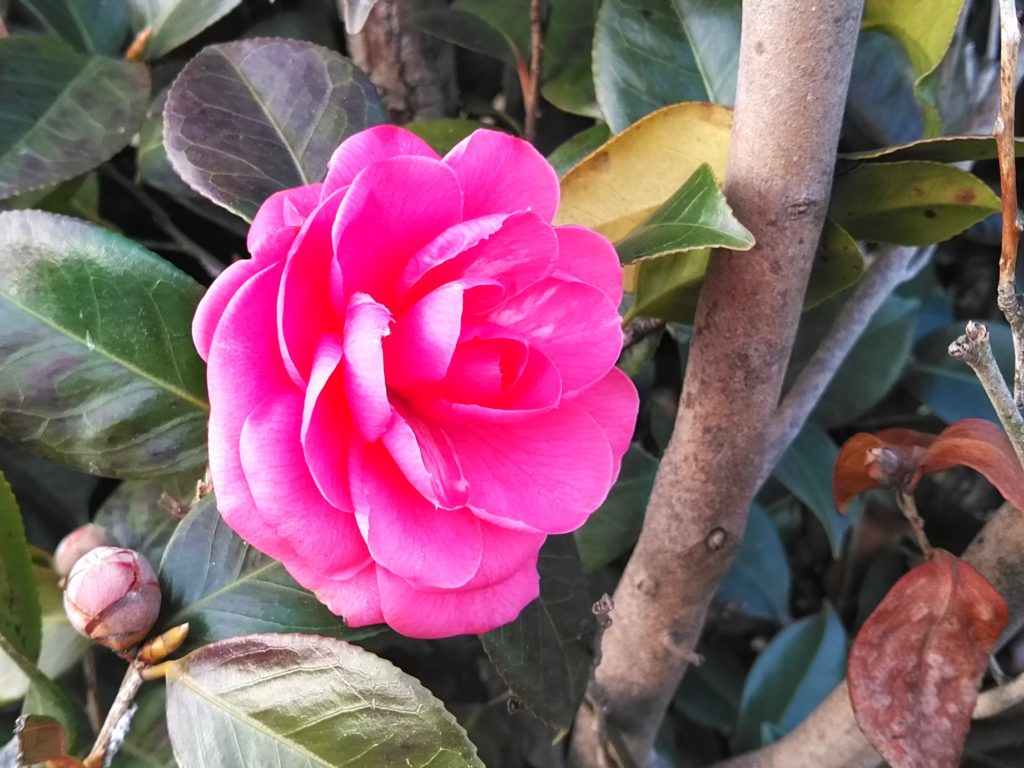 パーロードの花１２月５