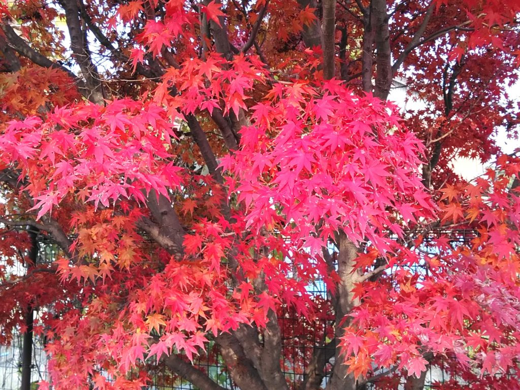 パーロードの花１２月１