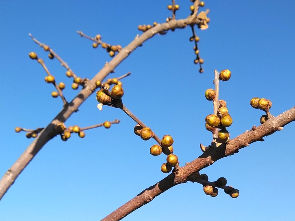 パーロードの花１２月６