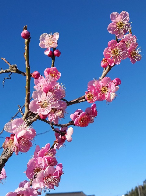 パークロードの花２月３