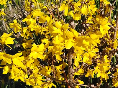 パーロードの花３月３