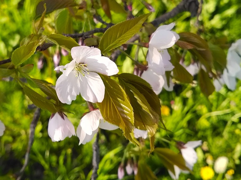 パーロードの花４月１